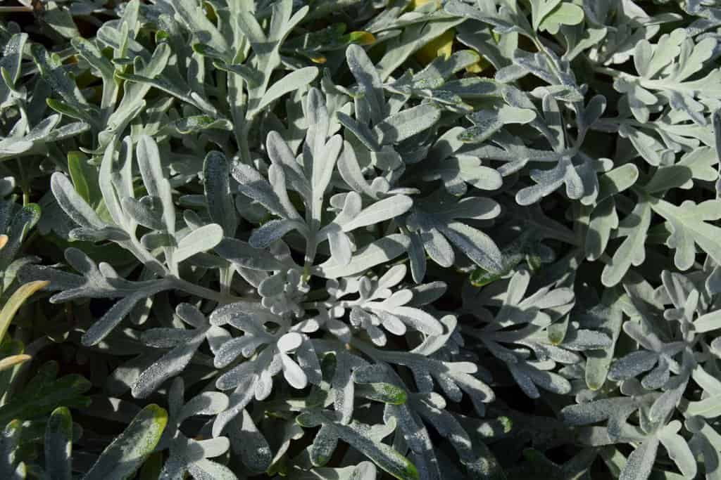 Artemisia stelleriana 'Boughton Silver' ---